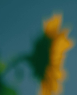 Background sunflower